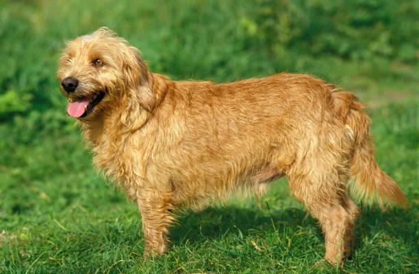 Basset fauve de Bretagne